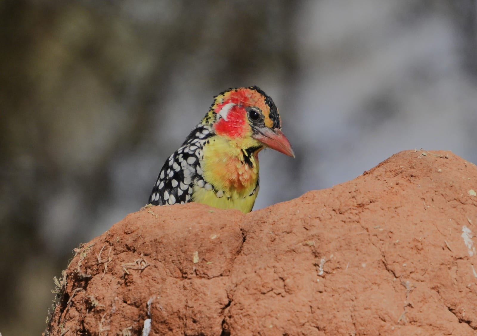 Tanzania 3 Days Bird Watching Safari